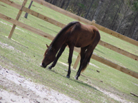 Flagler Agricultural Museum, Palm Coast