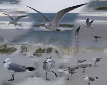 seagulls, beach, ocean, waves, birds, pelican