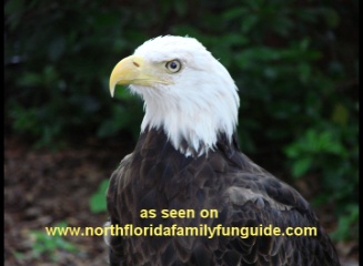 Audubon Center for Birds of Prey - Maitland, Florida