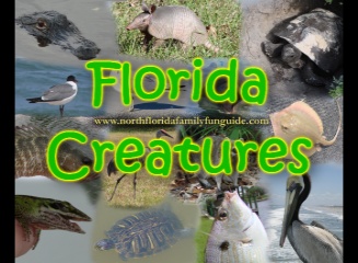 Florida Creatures - A Florida Wildlife Presentation