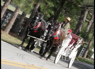 Ocala Carriage and tours