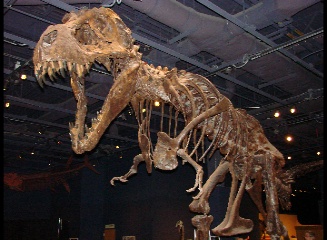 tyrranisaurus rex, orlando science center