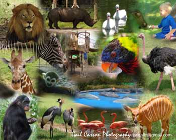 Jacksonville Zoo and Gardens, Florida