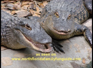 Alligator Farm, St. Augustine, Florida