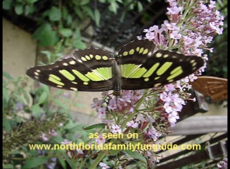 Butterfly Encounter at Lukas Nursery - Oviedo, Florida