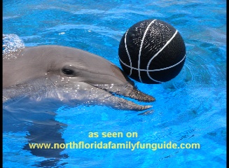 Marineland dolphin playing
