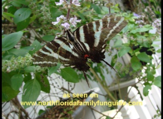 Greathouse Butterfly Farm - Earleton, Florida