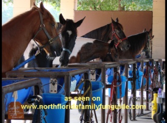 JNB Horse Haven Farm - Lady Lake, Florida