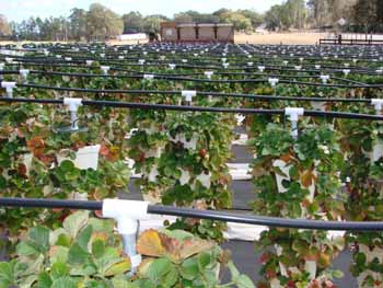 Vo-LaSalle Strawberry Patch