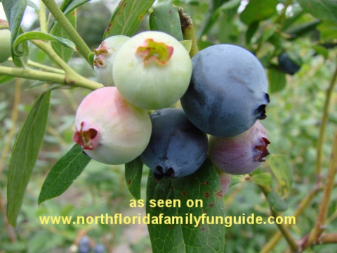 Yancy's Blueberry Farm, Silver Springs, Florida